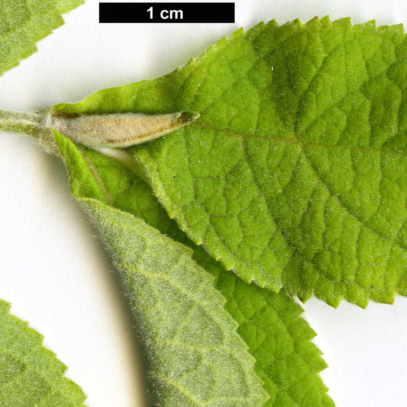 High resolution image: Family: Scrophulariaceae - Genus: Buddleja - Taxon: crotonoides - SpeciesSub: subsp. amplexicaulis